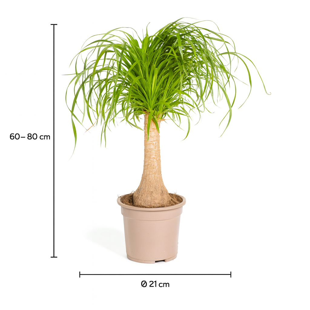 Beaucarnea Recurvata — Pied d’Éléphant — Élégance naturelle & tronc sculptural