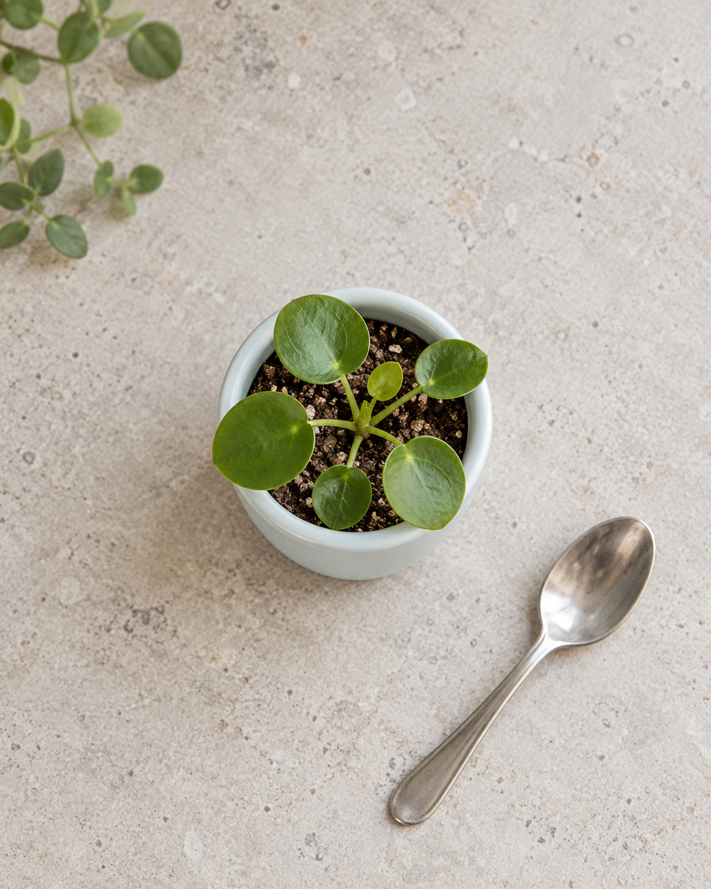 Mat Urban Green Sphere – Mini ceramic planter – Ø7.5 × H6 cm