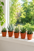Mixed Gasteria & Haworthia – 5 Assorted Succulents – Ø5.5 cm – Without Pot