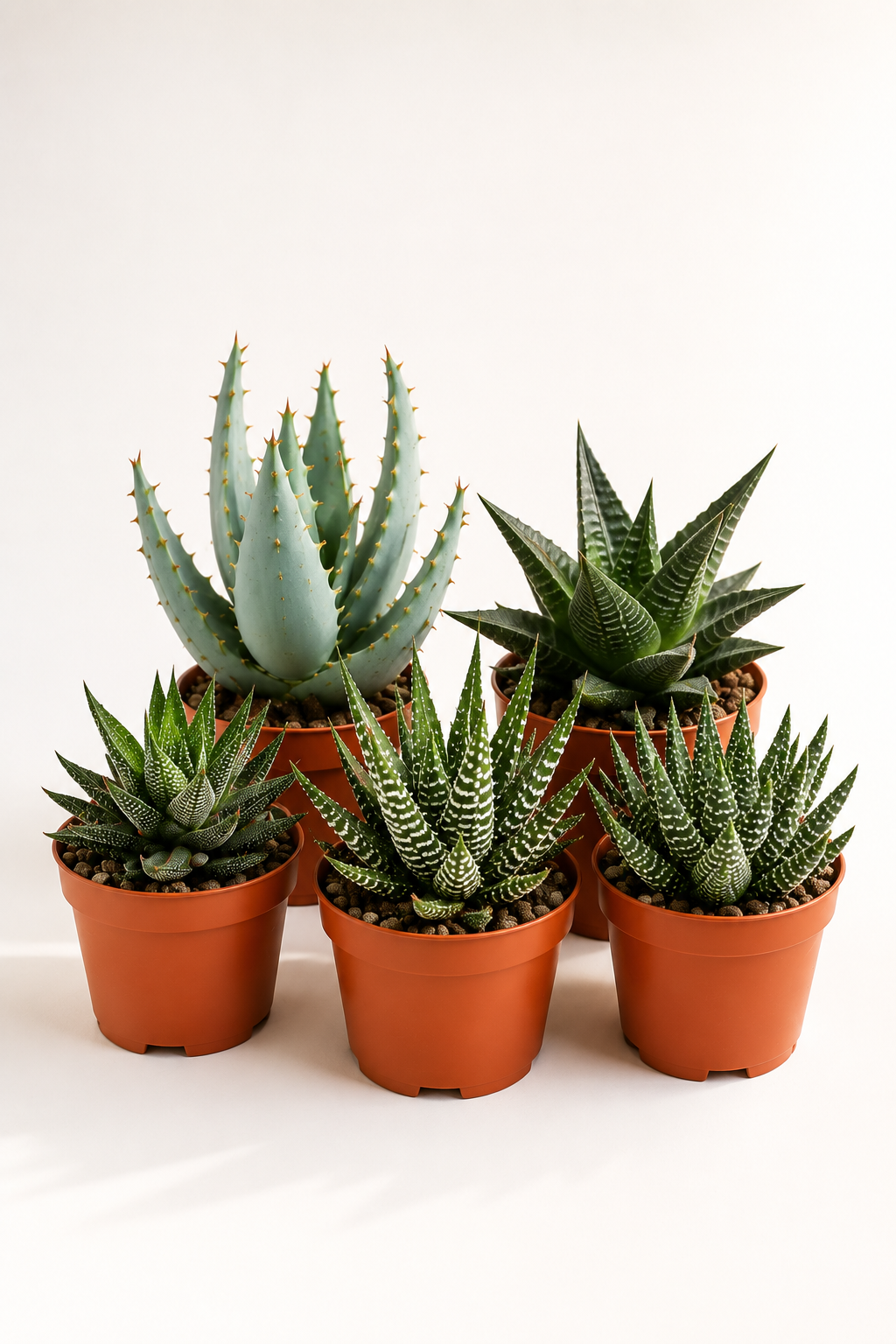 Mixed Gasteria & Haworthia – 5 Assorted Succulents – Ø5.5 cm – Without Pot