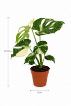Monstera Thai Constellation – Rare Starry Variegated Plant – Ø15 cm – 50 cm