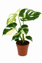 Monstera Thai Constellation – Rare Starry Variegated Plant – Ø15 cm – 50 cm