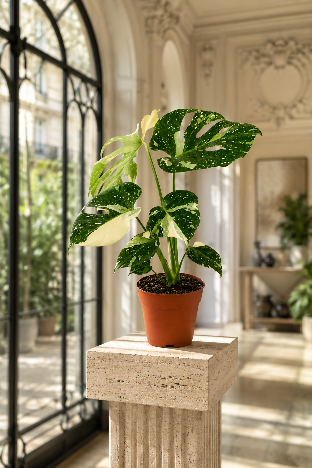 Monstera Thai Constellation – Rare Starry Variegated Plant – Ø15 cm – 50 cm