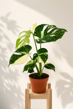 Monstera Thai Constellation – Rare Starry Variegated Plant – Ø15 cm – 50 cm