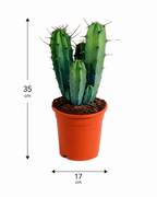 Myrtillocactus Geometrizans – Blue-Green Columnar Cactus – 17 cm – Without Pot