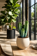 Myrtillocactus Geometrizans – Blue-Green Columnar Cactus – 17 cm – Without Pot