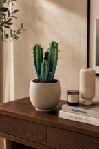 Myrtillocactus Geometrizans – Blue-Green Columnar Cactus – 17 cm – Without Pot