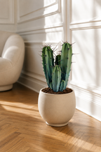 Myrtillocactus Geometrizans – Blue-Green Columnar Cactus – 17 cm – Without Pot