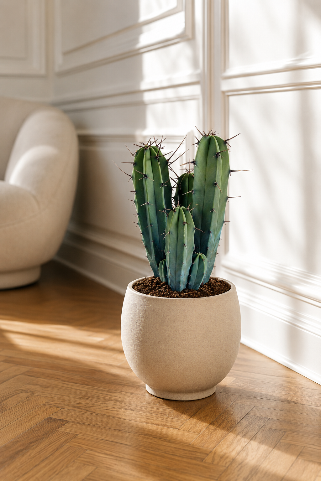 Myrtillocactus Geometrizans – Blue-Green Columnar Cactus – 17 cm – Without Pot