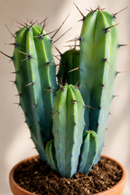 Myrtillocactus Geometrizans – Blue-Green Columnar Cactus – 17 cm – Without Pot