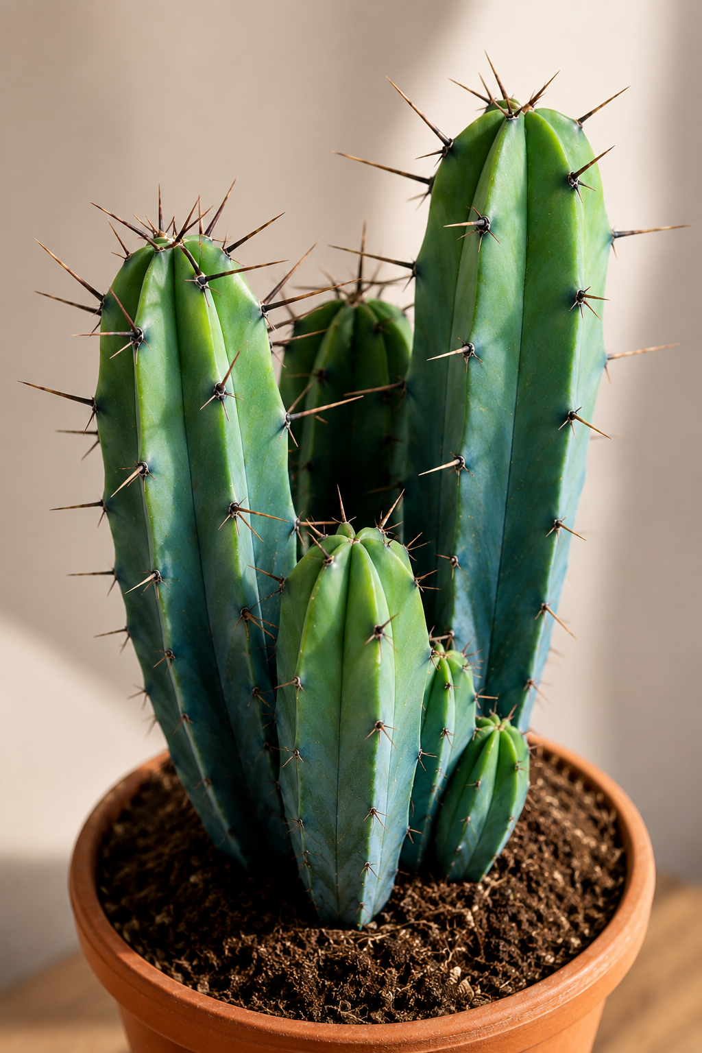 Myrtillocactus Geometrizans – Blue-Green Columnar Cactus – 17 cm – Without Pot