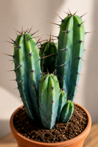 Myrtillocactus Geometrizans – Blue-Green Columnar Cactus – 17 cm – Without Pot