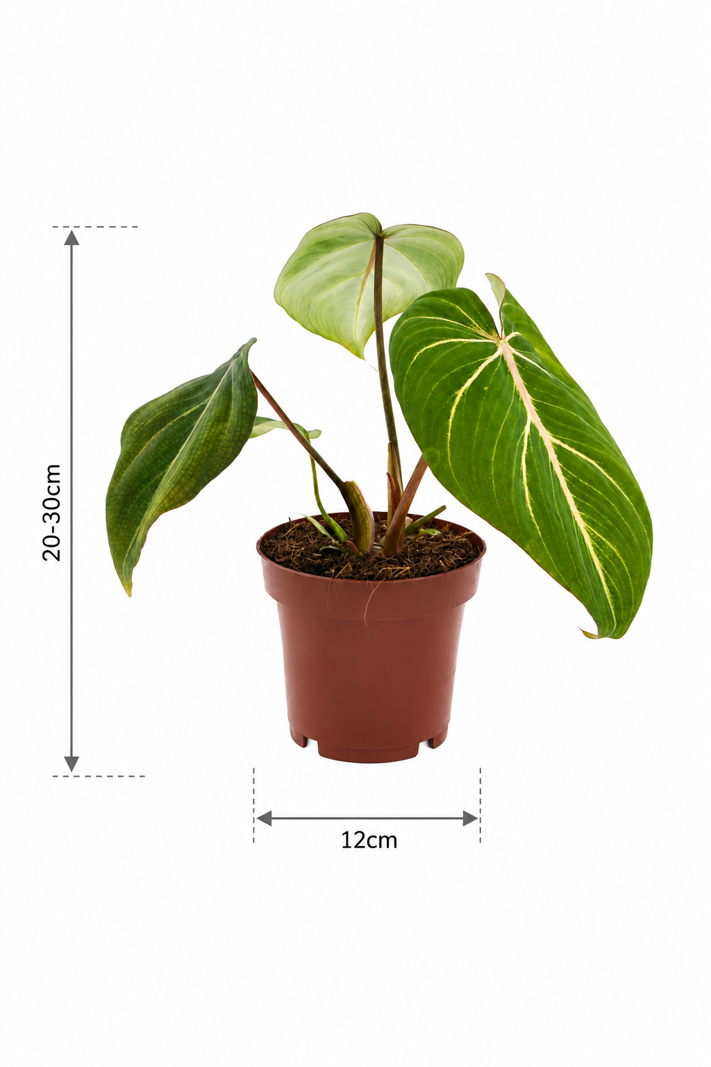 Philodendron Selloum Atom – Compact Tropical Plant with Wavy Leaves – Ø12 cm