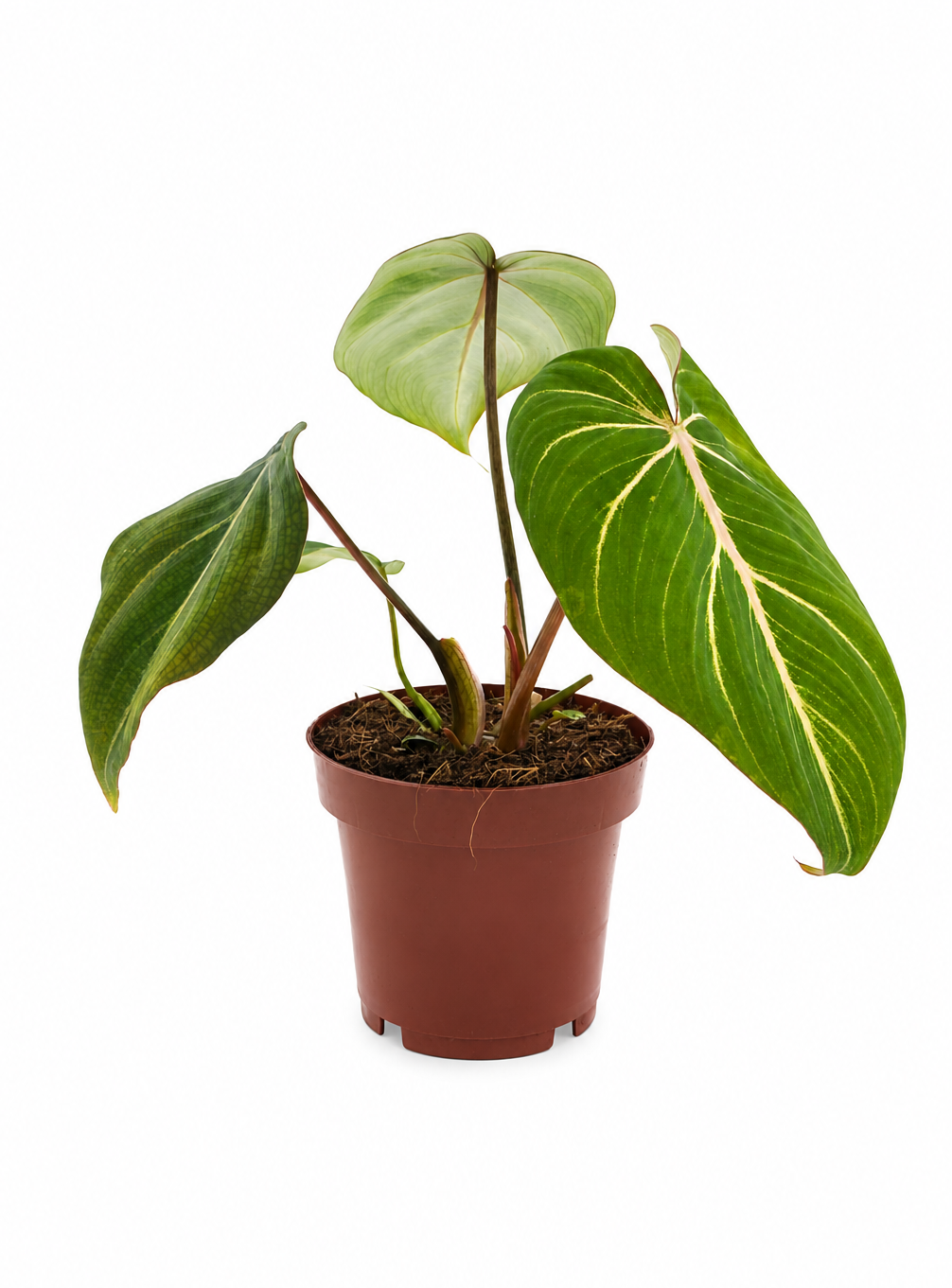 Philodendron Selloum Atom – Compact Tropical Plant with Wavy Leaves – Ø12 cm