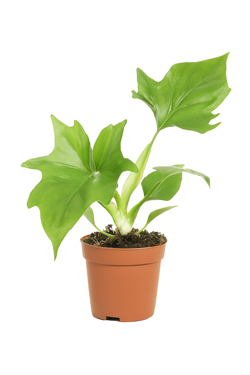 philodendron warszewiczii care Philodendron Warszewiczii – Sculptural foliage & tropical feel – Ø12 cm – 30 cm