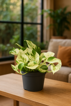 Epipremnum “Marble Queen” — Scindapsus Happy Leaf — Ø12 cm — 20 cm