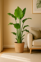 Strelitzia Nicolai XL – Plante d’intérieur tropicale 140 cm avec panier Torun Ø27 cm | Élégance naturelle et feuillage spectaculaire