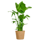 Strelitzia Nicolai XL – Plante d’intérieur tropicale 140 cm avec panier Torun Ø27 cm | Élégance naturelle et feuillage spectaculaire