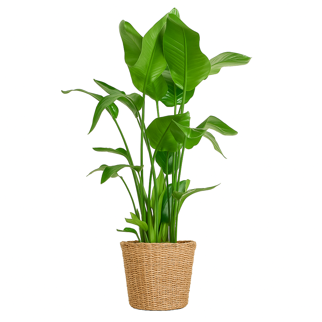 Strelitzia Nicolai XL – Plante d’intérieur tropicale 140 cm avec panier Torun Ø27 cm | Élégance naturelle et feuillage spectaculaire