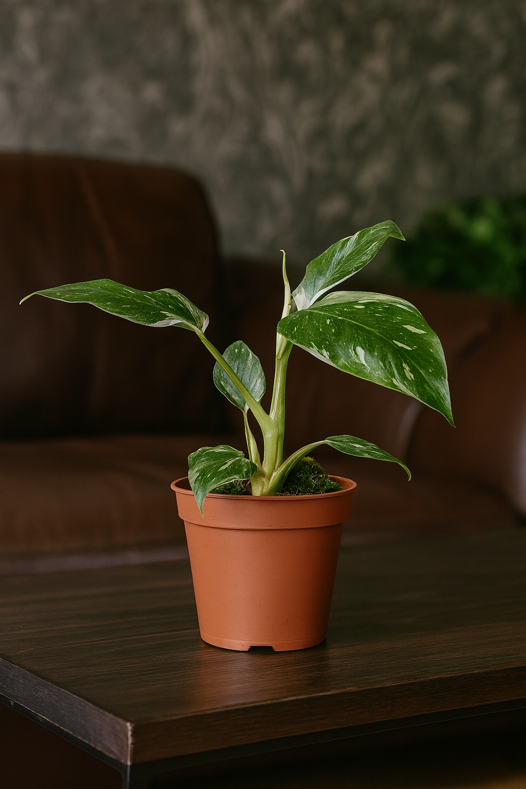 Philodendron White Princess – Plante rare & marbrures uniques (B Grade) – Ø12 cm – 30 cm