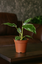 Philodendron White Princess – Plante rare & marbrures uniques (B Grade) – Ø12 cm – 30 cm