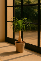 Beaucarnea Recurvata — Pied d’Éléphant — Élégance naturelle & tronc sculptural