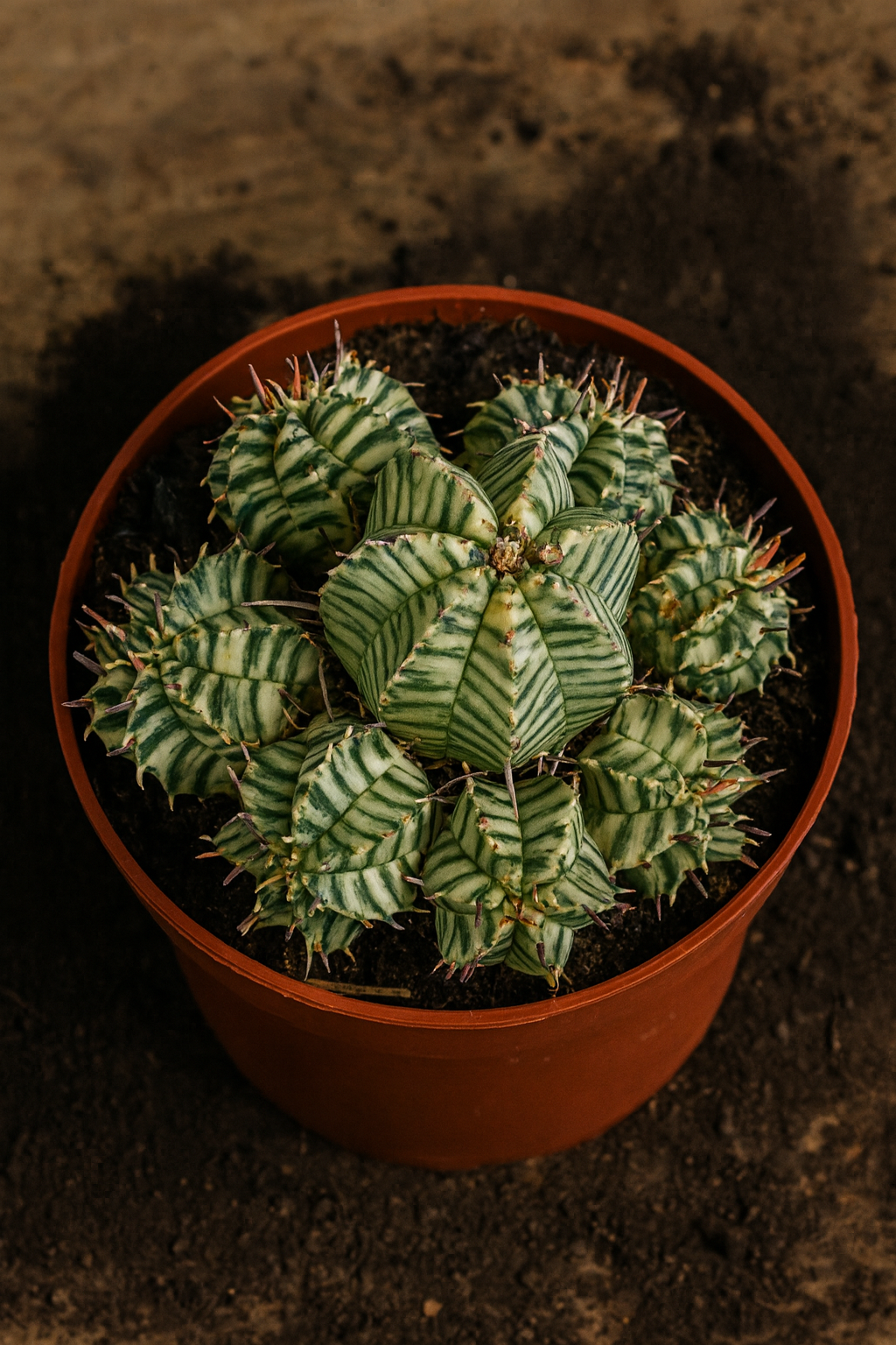 Euphorbia Meloformis Variegata – Succulente rare, Ø10,5 cm – 21 cm