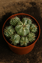 Euphorbia Meloformis Variegata – Succulente rare, Ø10,5 cm – 21 cm