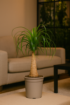 Beaucarnea Recurvata — Pied d’Éléphant — Élégance naturelle & tronc sculptural