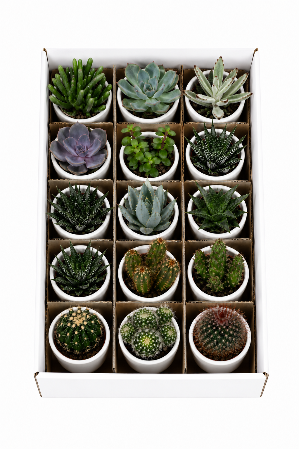 Mixed Cacti & Succulents – 15 Plants in White Pots – Ø5.5 cm