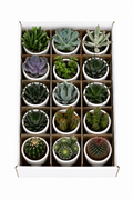 Mixed Cacti & Succulents – 15 Plants in White Pots – Ø5.5 cm