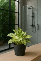 Epipremnum “Marble Queen” — Scindapsus Happy Leaf — Ø12 cm — 20 cm