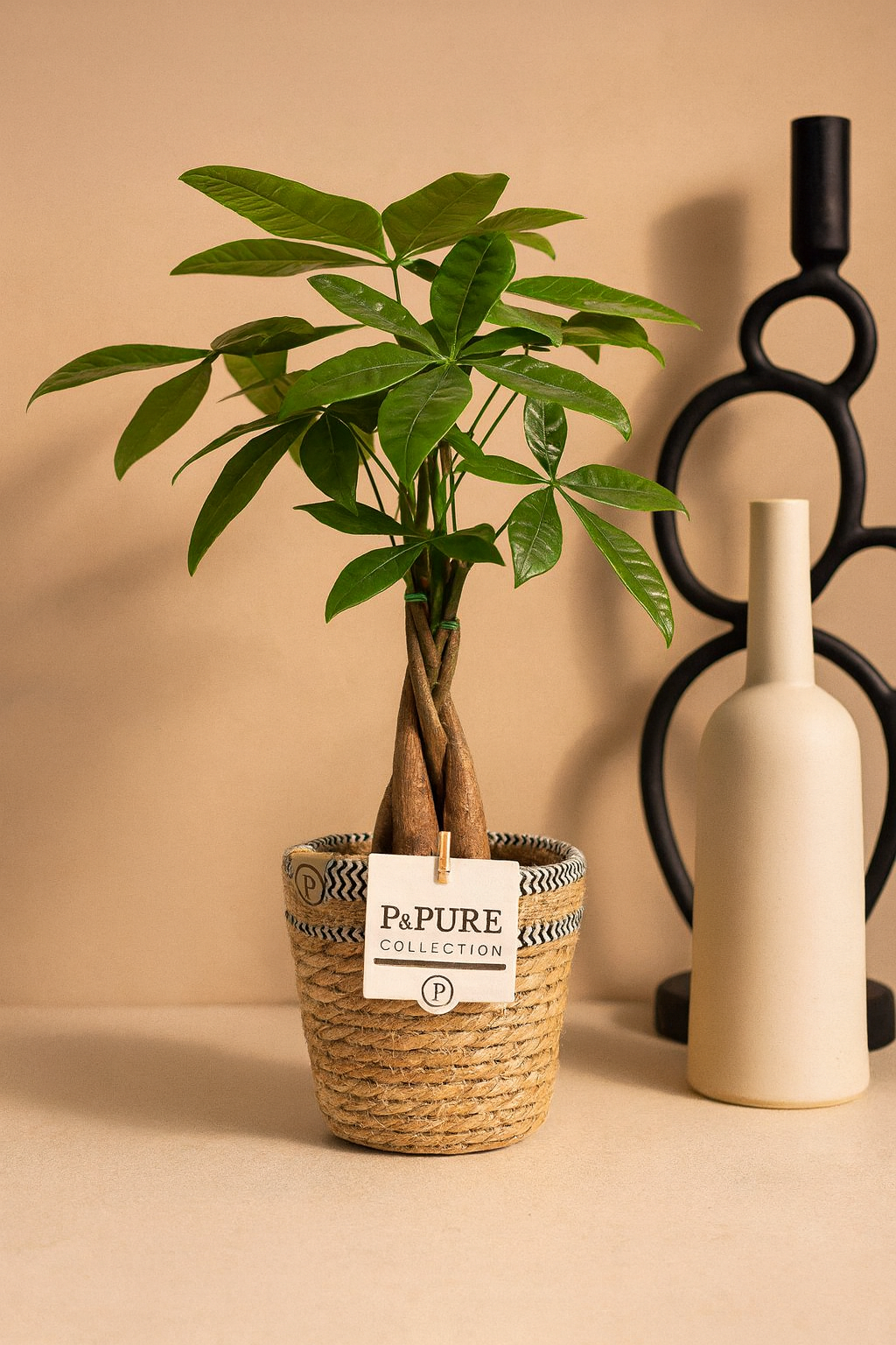 Pachira Aquatica – 45 cm – P&PURE Collection Céramique Noire ou Panier Naturel – Pot Ø12 cm