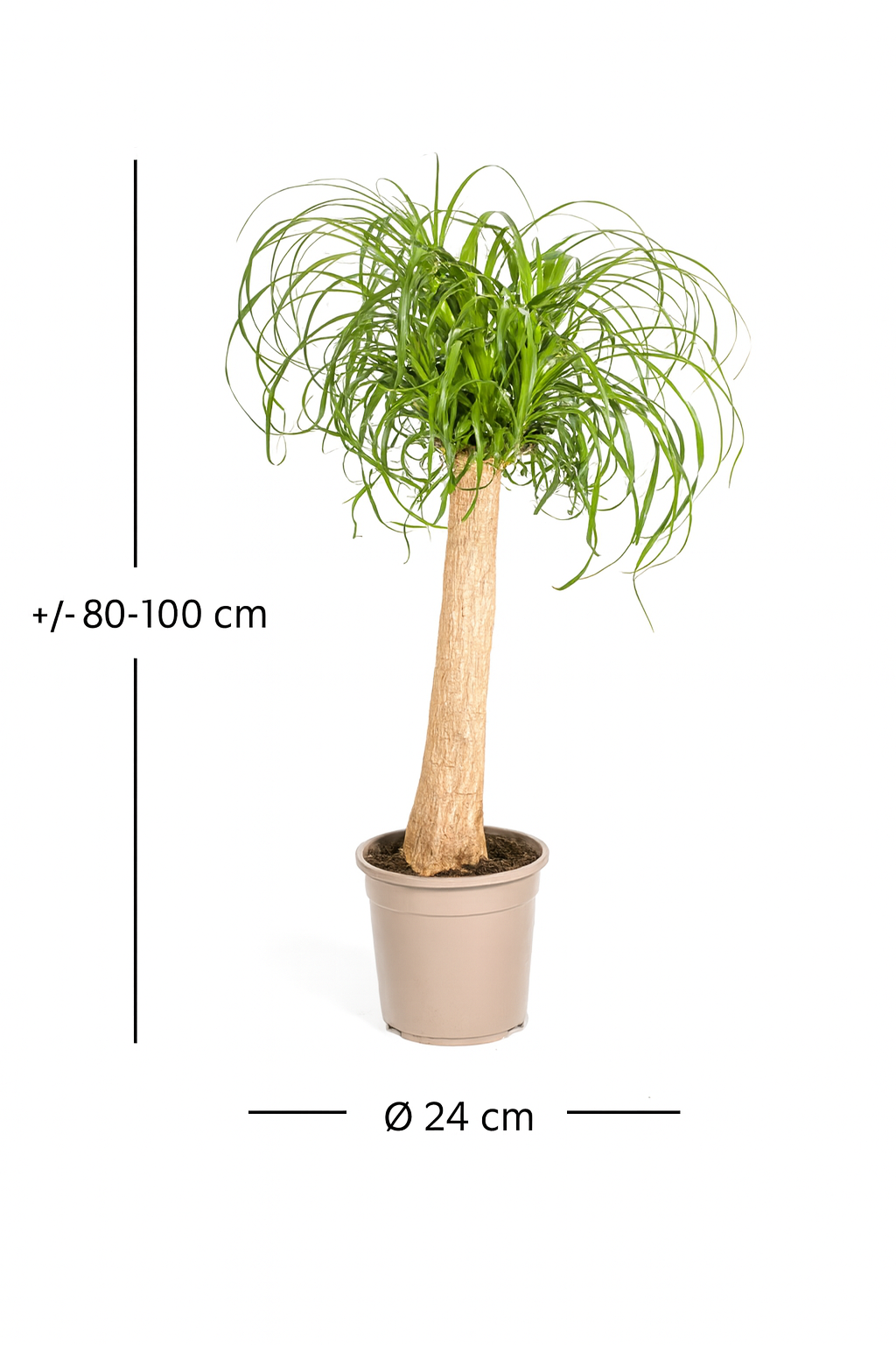 Beaucarnea Recurvata — Pied d’Éléphant — Élégance naturelle & tronc sculptural