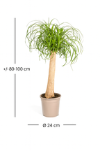 Beaucarnea Recurvata — Pied d’Éléphant — Élégance naturelle & tronc sculptural