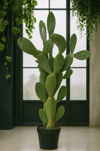 Opuntia Ficus Indica – Le cactus emblématique & solaire – Ø38 cm – 120 cm