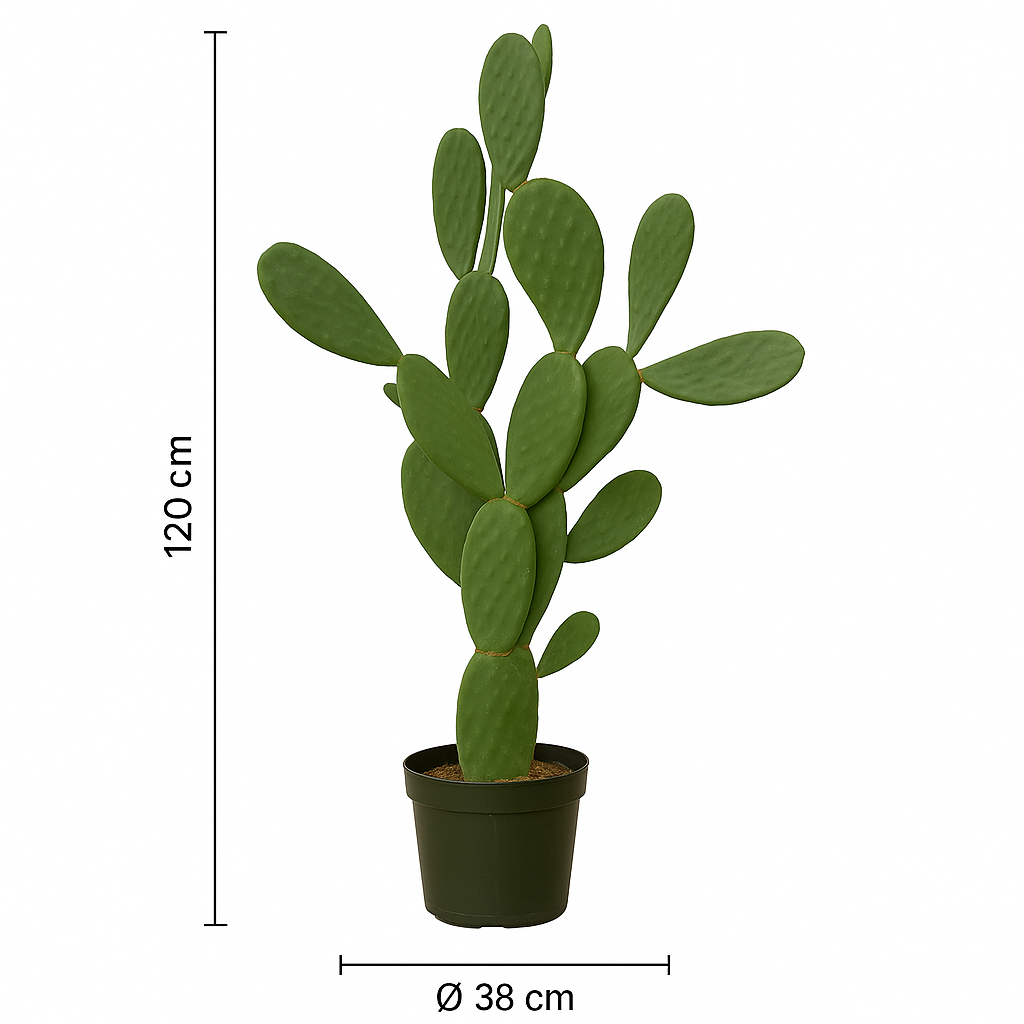 Opuntia Ficus Indica – Le cactus emblématique & solaire – Ø38 cm – 120 cm