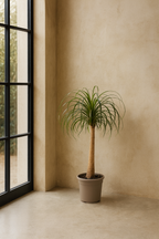 Beaucarnea Recurvata — Pied d’Éléphant — Élégance naturelle & tronc sculptural