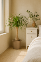 Beaucarnea Recurvata — Pied d’Éléphant — Élégance naturelle & tronc sculptural