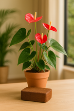 Perlite 3L – Aération & Drainage Optimal pour Vos Plantes