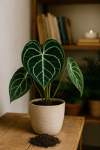 Culvita – Terreau Anthurium & Fougères 5L – Légèreté & humidité maîtrisée