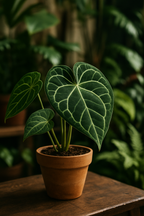 Culvita – Terreau Anthurium & Fougères 5L – Légèreté & humidité maîtrisée