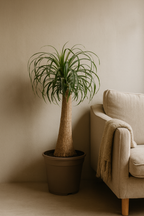 Beaucarnea Recurvata — Pied d’Éléphant — Élégance naturelle & tronc sculptural