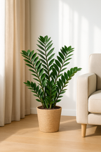 Zamioculcas Zamiifolia avec Panier Sofia – 80 cm | Élégance & Robustesse Naturelle