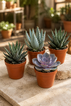 Cactus & Succulents Mix – 15 Plants Without Pots – Ø5.5 cm
