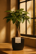 Pachira Aquatica – 45 cm – P&PURE Collection Céramique Noire ou Panier Naturel – Pot Ø12 cm