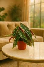 Begonia Maculata – Plante rare Ø12 cm - 20 cm – Feuilles tachetées décoratives – Plante d’intérieur graphique & tropicale