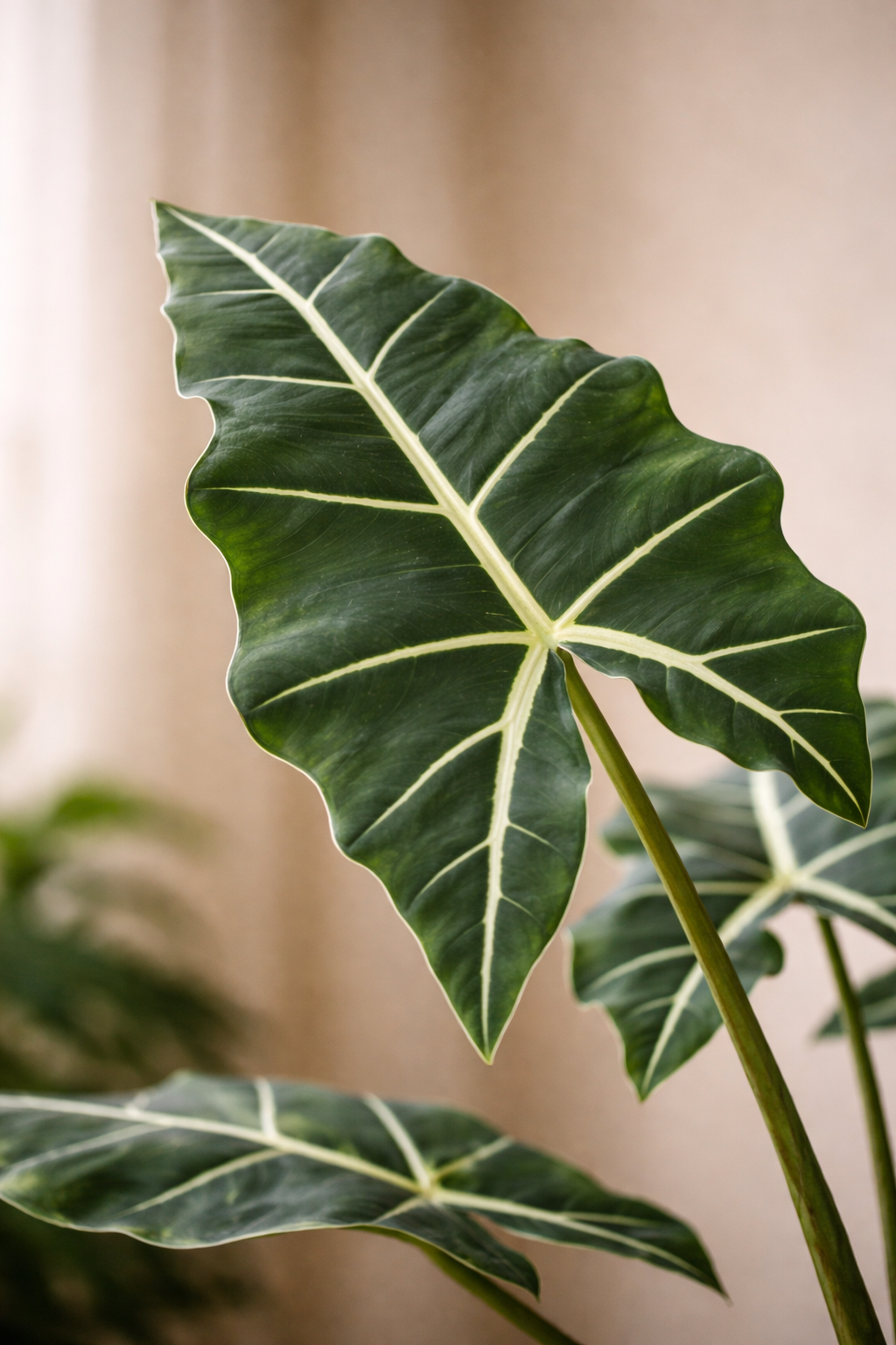 Alocasia Frydek artificielle — Olifantsoor — Plante d’intérieur design — 80 cm & 120 cm