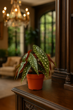 Begonia Maculata – Plante rare Ø12 cm - 20 cm – Feuilles tachetées décoratives – Plante d’intérieur graphique & tropicale