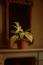 Philodendron Florida Ghost Ø12 cm – Plante rare au feuillage blanc 30 cm